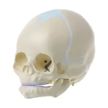 1: 1 Човешки фетален бебе Бебе Медицински череп Анатомичен скелет Модел Преподаване Су