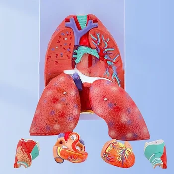 Модел за анатомия на белите дробове за помощ за образователно обучение, анатомичен модел на сърцето на белодробното гърло показва подробности за системата на белодробната трахея