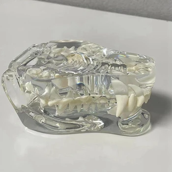 Прозрачен кучешки зъби анатомичен модел животни орална зъбна челюст за ветеринарен образователен инструмент